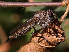 Robber Fly